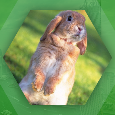 Лекарства для животных